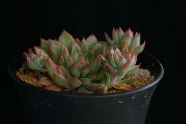 女雛多肉怎么度夏 女雛平時怎么澆水