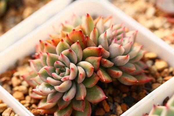 女雛多肉怎么度夏 女雛平時怎么澆水