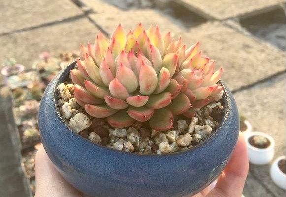 女雛多肉怎么度夏 女雛平時怎么澆水