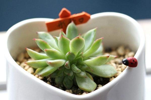 女雛多肉怎么度夏 女雛平時怎么澆水