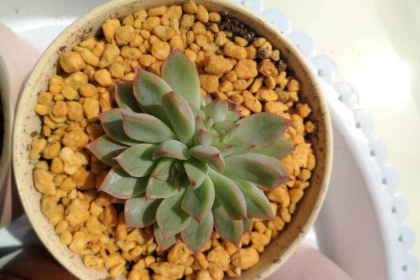 女雛多肉怎么度夏 女雛平時怎么澆水