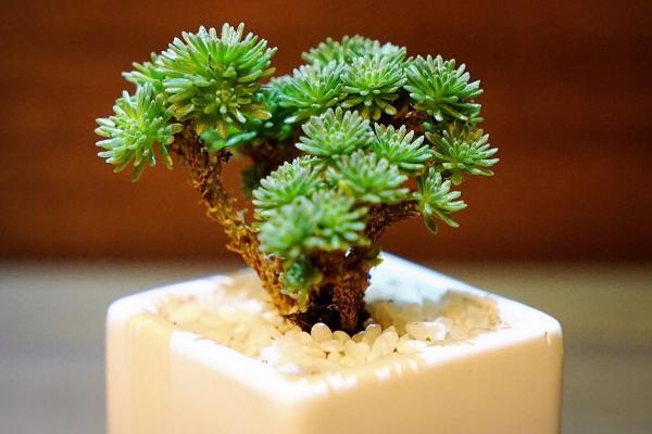 球松多肉怎么養 球松葉子變干了是怎么回事