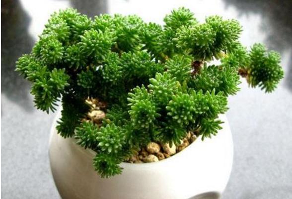 球松多肉怎么養 球松葉子變干了是怎么回事