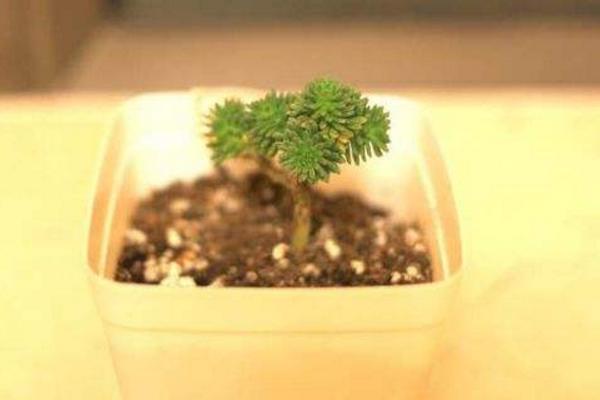 球松多肉怎么養 球松葉子變干了是怎么回事