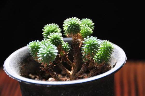 球松多肉怎么養 球松葉子變干了是怎么回事