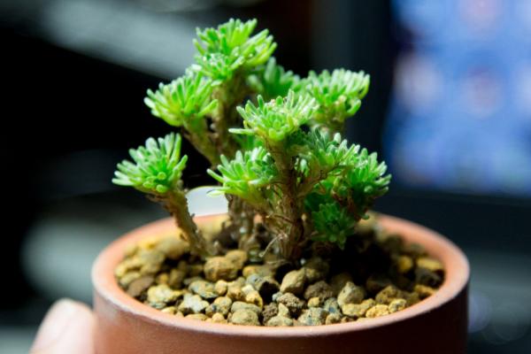 球松多肉怎么養 球松葉子變干了是怎么回事