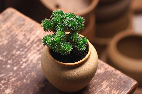 球松多肉怎么養 球松葉子變干了是怎么回事