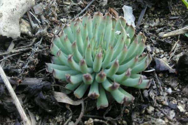 瓦松圖片大全 多肉植物瓦松的特點(diǎn)與簡(jiǎn)介