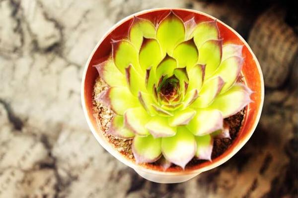 佛座蓮怎么養(yǎng)快速爆盆 多肉植物佛座蓮繁殖方法