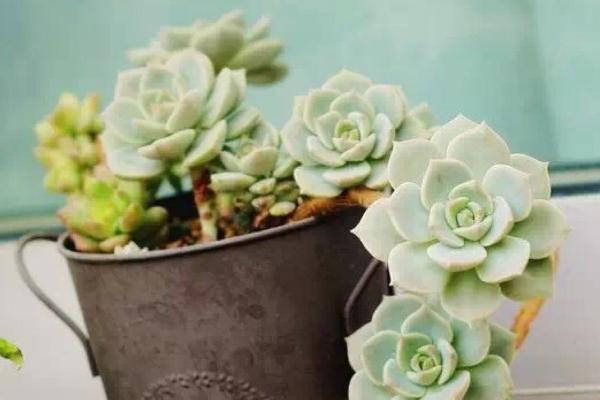 白牡丹多肉怎么養 白牡丹多肉養殖方法與注意事項