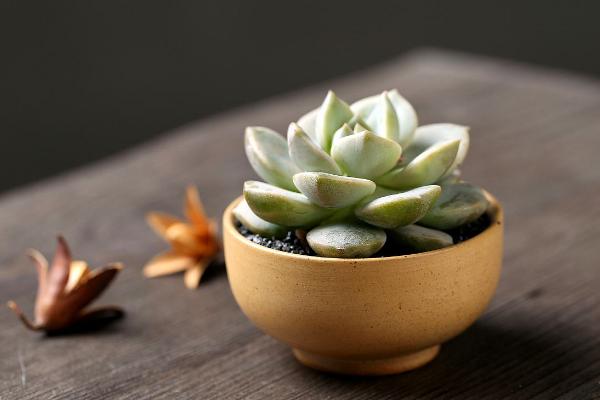 白牡丹多肉怎么養 白牡丹多肉養殖方法與注意事項