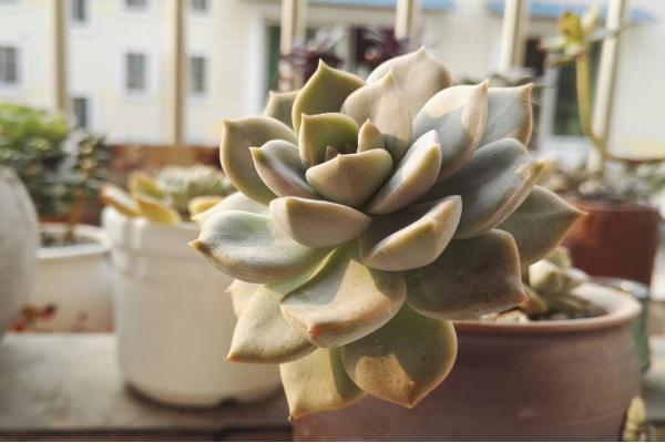 白牡丹多肉怎么養 白牡丹多肉養殖方法與注意事項