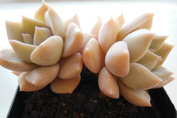 白牡丹多肉怎么養 白牡丹多肉養殖方法與注意事項