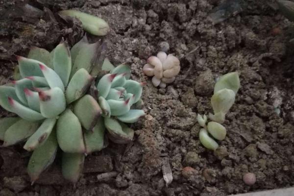 白牡丹多肉怎么養 白牡丹多肉養殖方法與注意事項