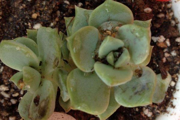 白牡丹多肉怎么養 白牡丹多肉養殖方法與注意事項