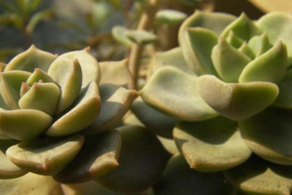 白牡丹多肉怎么繁殖（扦插方法） 白牡丹怎么正確澆水