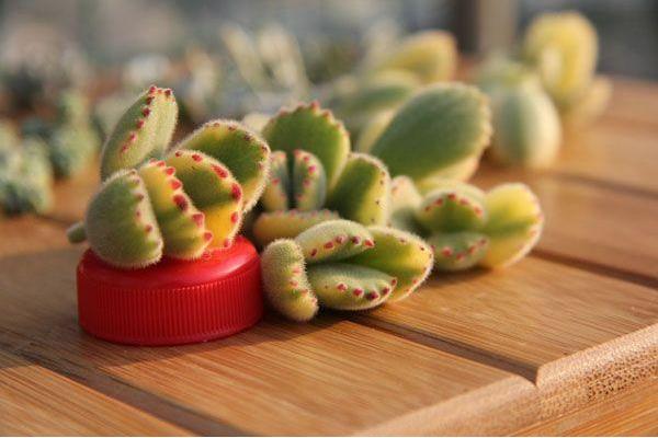 熊童子怎么養 熊童子養殖方法與注意事項