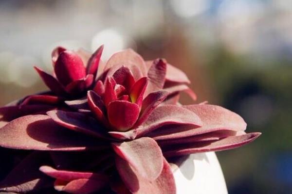 火祭多肉怎么養 火祭的養殖方法與注意事項