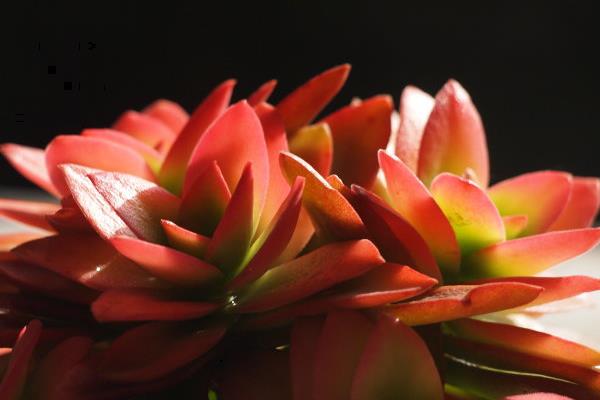 火祭多肉怎么養 火祭的養殖方法與注意事項