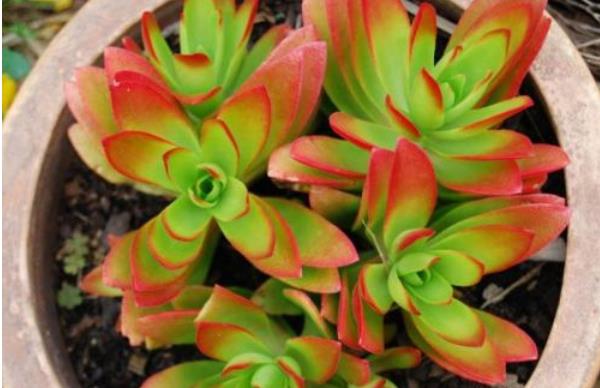 火祭多肉怎么養 火祭的養殖方法與注意事項