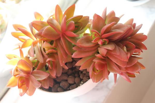 火祭多肉怎么養 火祭的養殖方法與注意事項