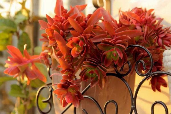 火祭多肉怎么養 火祭的養殖方法與注意事項