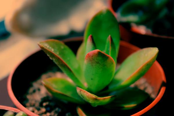 火祭多肉怎么養 火祭的養殖方法與注意事項
