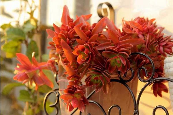 火祭多肉圖片大全（老樁） 多肉特點與簡介