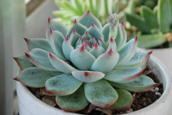 吉娃蓮怎么養 吉娃蓮養殖方法與注意事項