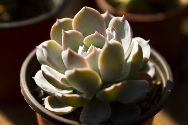 吉娃蓮多久澆水 吉娃蓮夏天要曬多久