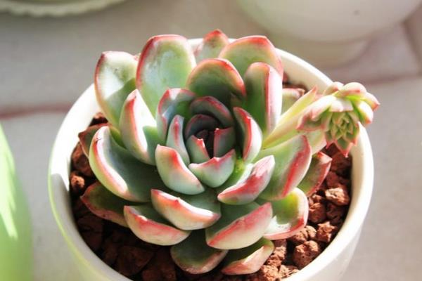 吉娃蓮多久澆水 吉娃蓮夏天要曬多久