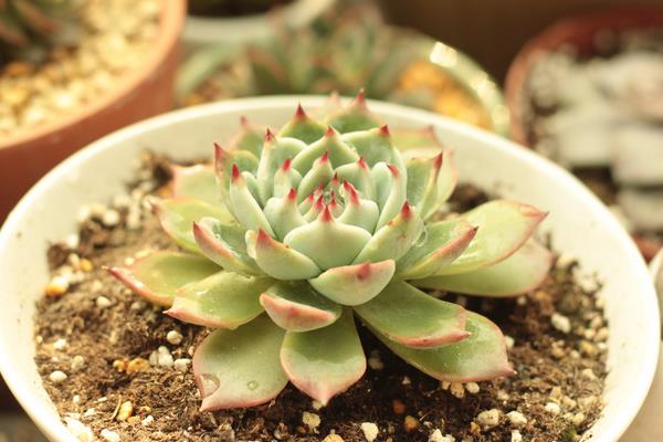 吉娃蓮多久澆水 吉娃蓮夏天要曬多久