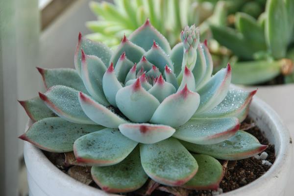 吉娃蓮多久澆水 吉娃蓮夏天要曬多久