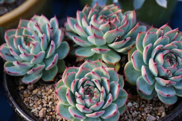 吉娃蓮多久澆水 吉娃蓮夏天要曬多久