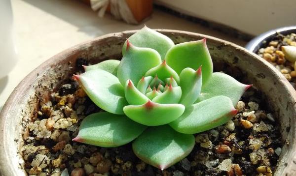 吉娃蓮多久澆水 吉娃蓮夏天要曬多久