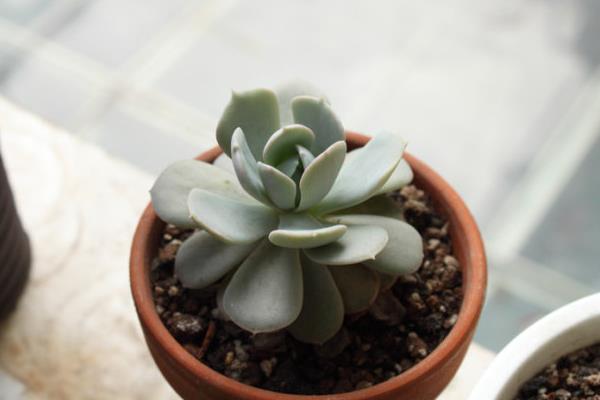 魯氏石蓮怎么養快速爆盆 魯氏石蓮家庭盆栽養殖方法與注意事項