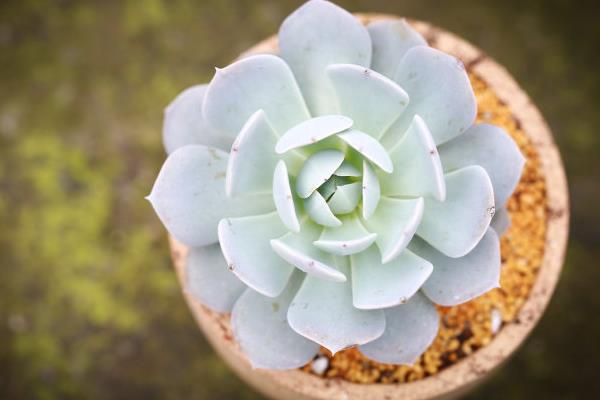 魯氏石蓮怎么養快速爆盆 魯氏石蓮家庭盆栽養殖方法與注意事項