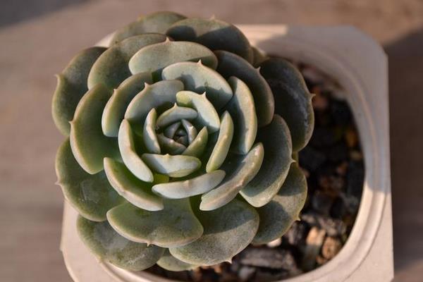 魯氏石蓮怎么養快速爆盆 魯氏石蓮家庭盆栽養殖方法與注意事項