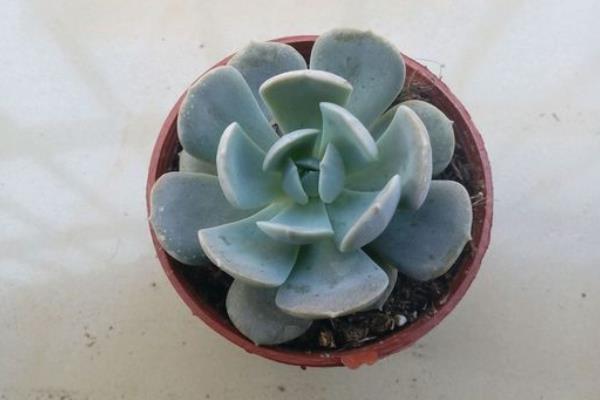 魯氏石蓮怎么養快速爆盆 魯氏石蓮家庭盆栽養殖方法與注意事項