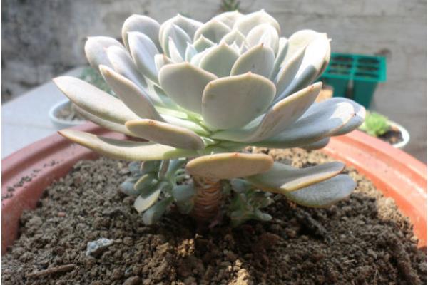 魯氏石蓮怎么養快速爆盆 魯氏石蓮家庭盆栽養殖方法與注意事項