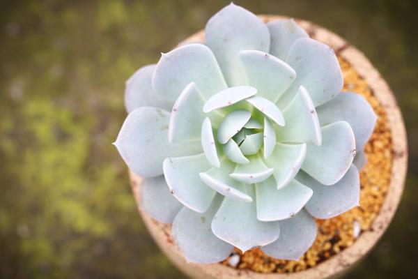 魯氏石蓮和皮氏石蓮的區別是什么 魯氏石蓮的習性