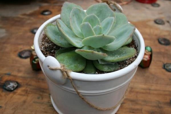 白鳳多肉冬天怎么養(yǎng) 白鳳怎么度夏