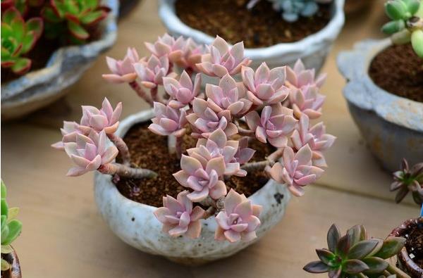 白鳳、紅粉臺(tái)閣、白鳳菊的區(qū)別是什么 白鳳的養(yǎng)殖方法