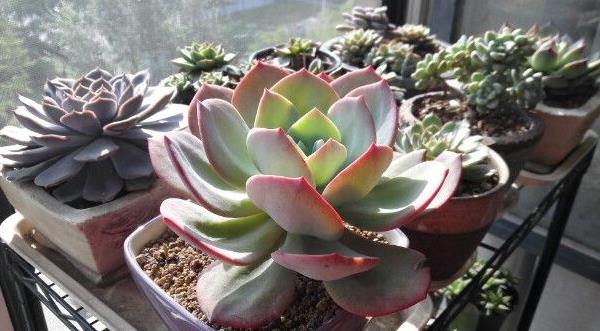 白鳳多肉圖片大全（開(kāi)花、老樁） 白鳳特點(diǎn)與簡(jiǎn)介