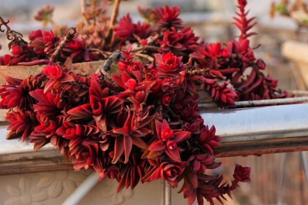 火祭和紅火祭的區別是什么 火祭徒長怎么辦