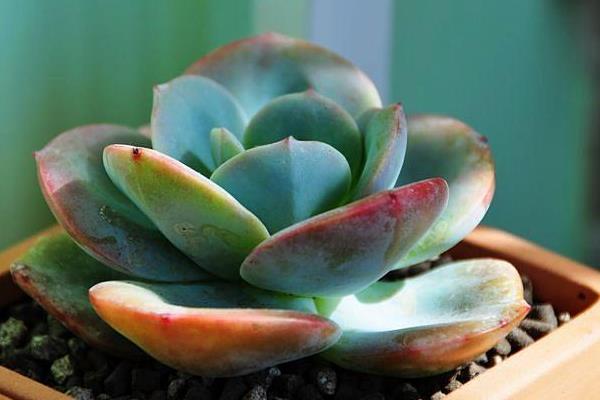 白鳳多肉圖片大全(開(kāi)花、老樁) 白鳳特點(diǎn)與簡(jiǎn)介