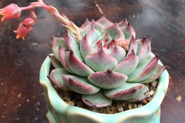 白鳳多肉圖片大全(開(kāi)花、老樁) 白鳳特點(diǎn)與簡(jiǎn)介