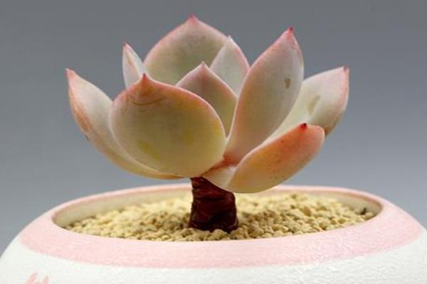 白鳳多肉圖片大全(開(kāi)花、老樁) 白鳳特點(diǎn)與簡(jiǎn)介