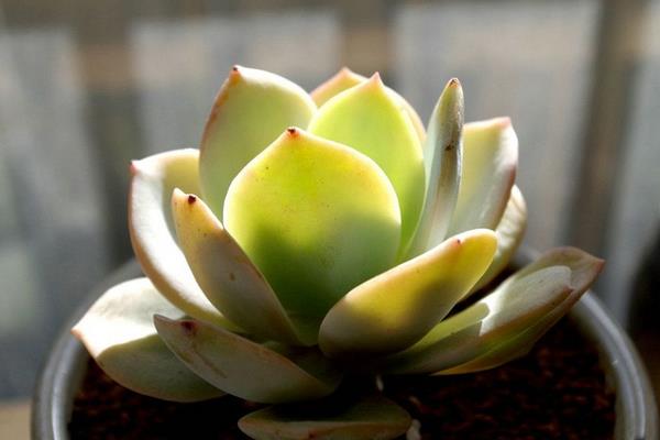 白鳳多肉圖片大全(開(kāi)花、老樁) 白鳳特點(diǎn)與簡(jiǎn)介