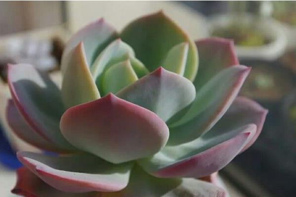 白鳳多肉圖片大全(開(kāi)花、老樁) 白鳳特點(diǎn)與簡(jiǎn)介